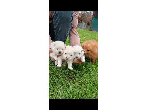 Spitz köpekler (pomeranian spitz)