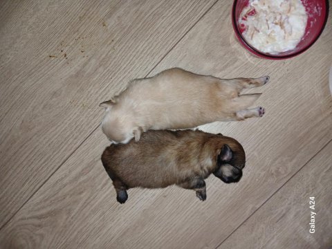 Pomeranian yavrularımız