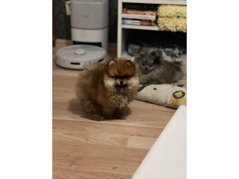Antalya pomeranian boo