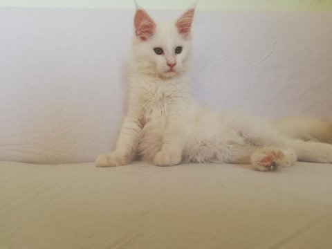 Efsane maine coon yavrular