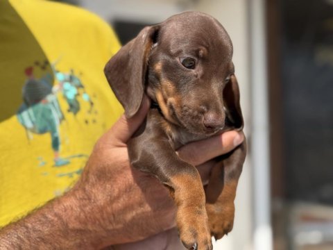 Petmode köpek çiftliğinden dachshund yavrumuz