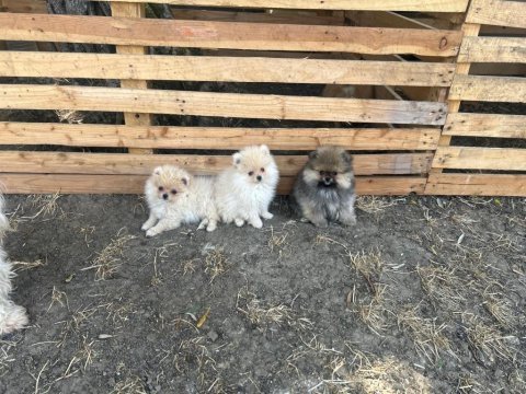 Minik pati pomeranian yavrularımız