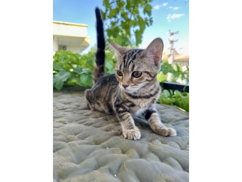 Charcol bengal kedisi dişi