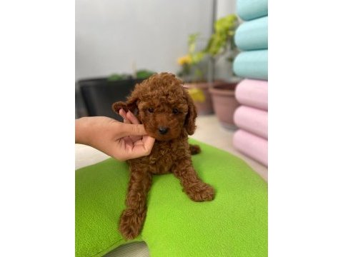 Toy poodle 3 aylık yavrular