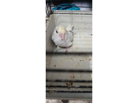 Gökkuşağı turkuaz cep papağanı bebekler