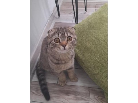 Cins scottish fold eğitimli