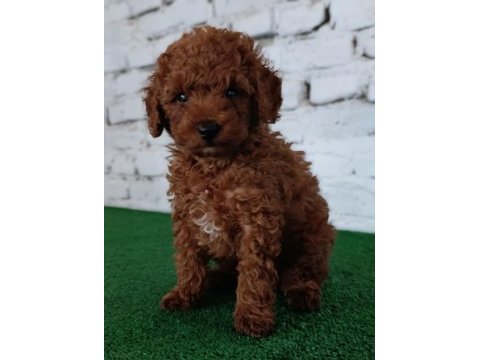 Toy poodle yavrumuz