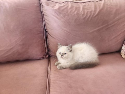 En yakışıklı iran kedisi benim