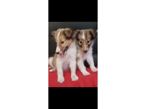 Border collie yavrular