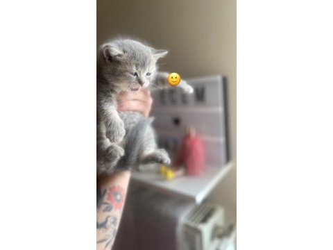 Scottish fold bebekler