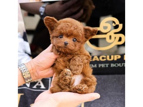 Mukummel kalıtedekı toy poodle yavrularımız