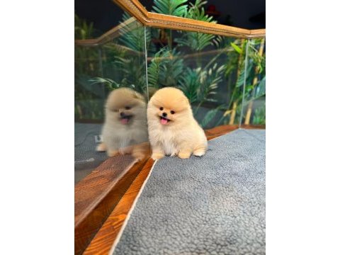 Safkan teddy bear kore pomeranian yavrularımız