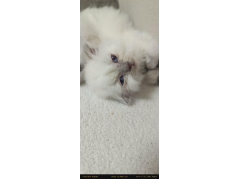 Blue point boncuk gözlü scottish fold