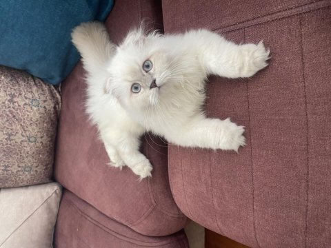 British longhair 5 aylık yavru