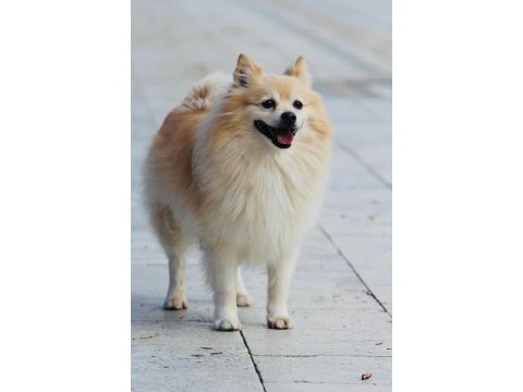 Acil uyguna pomeranian sahiplendirilecektir eşyalarıyla