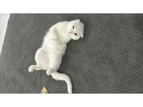 Dişi 1,5 yaşında bakımlı aşıları tam scottish fold