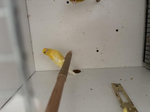 Sağlıklı harz roller ırkı erkek kanaryalar