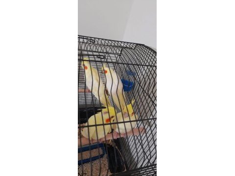 5-6 ay civarı yavru lutino cinsi kırmızı göz sultan papağanı