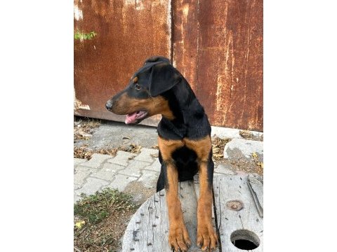 Dişi doberman