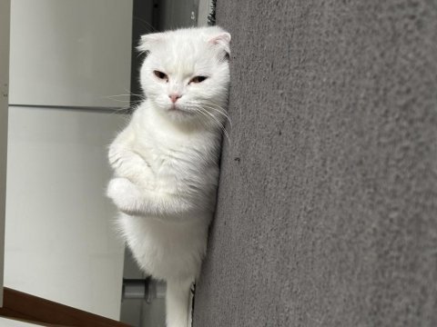 Dişi 1,5 yaşında bakımlı aşıları tam scottish fold