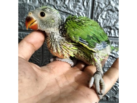 El besleme pakistan papağanlar