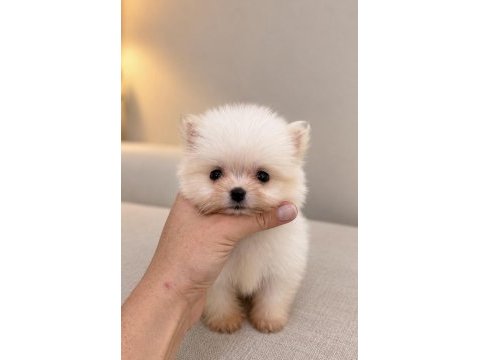 Micro mini boy üst düzey biblo pomeranian boo
