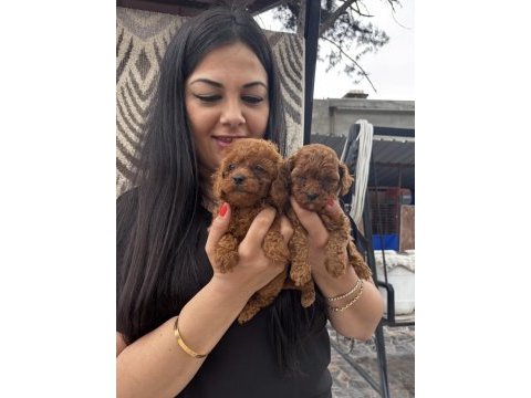 Red ufacık poodle yavrularım