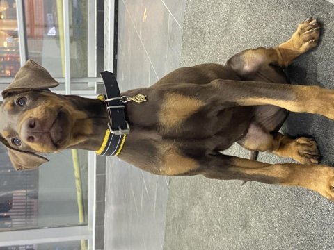 3 aylık kızıl doberman acil yer probleminden dolayı şecereli