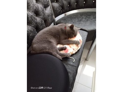 Rengi gibi duman british shorthair