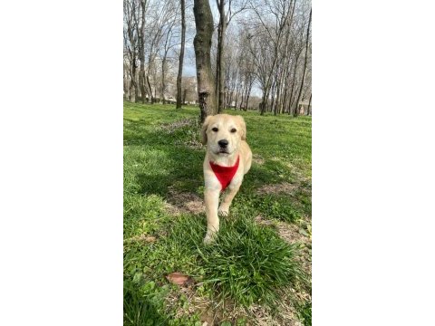 Labrador dora ömürlük yuvasını arıyor