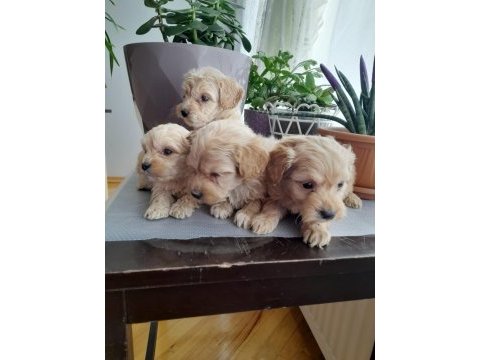 Maltipoo 0 numara köpekler