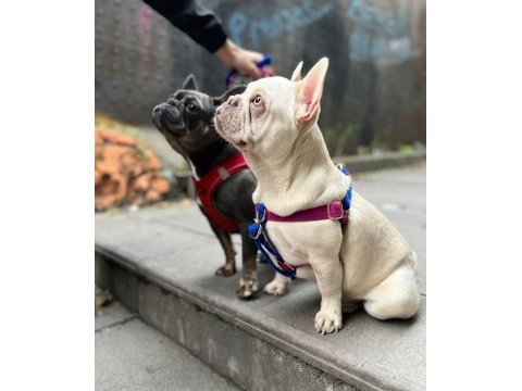 Anatomi harikası lilactan platinum french bulldog