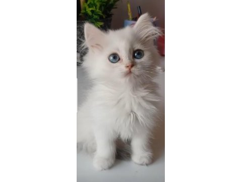 British longhair golden point ve silver