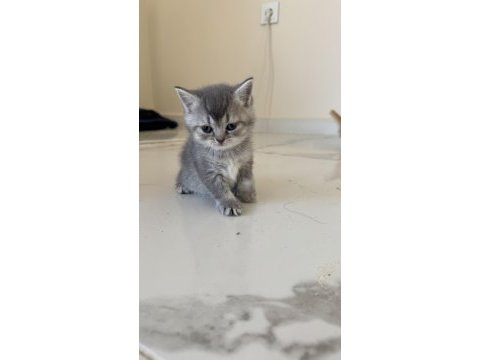 British shorthair yavrularımız 2 aylık