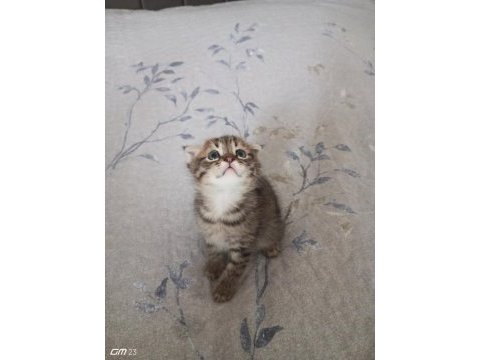 Scottish fold yavru 3 aylık erkek