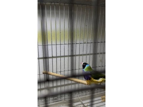 Gouldian finch