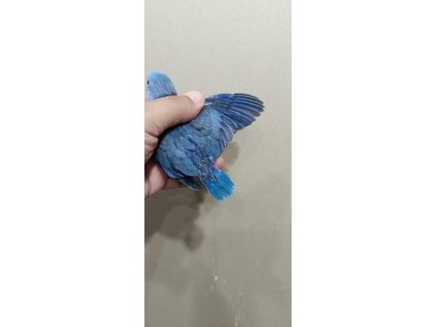 Mavi nazar boncuğu erkek forpus