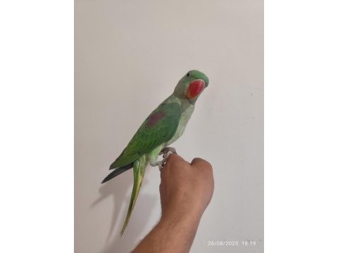 Full evcil yavru alexander papağanı