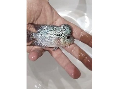 Hobici dostu flowerhorn balıklar