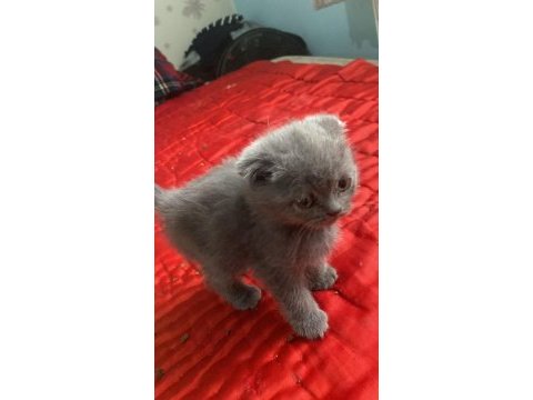 Evden anne altından temiz yavru kediler