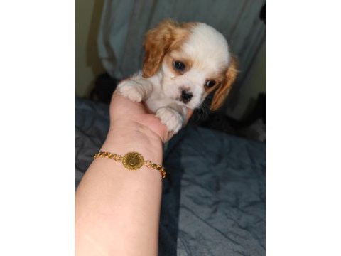 2 aylık safkan cavalier king charles yavrularım