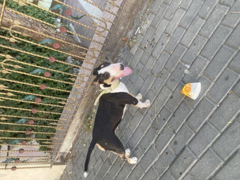 Bull terrier 2,5 yaşında dişi