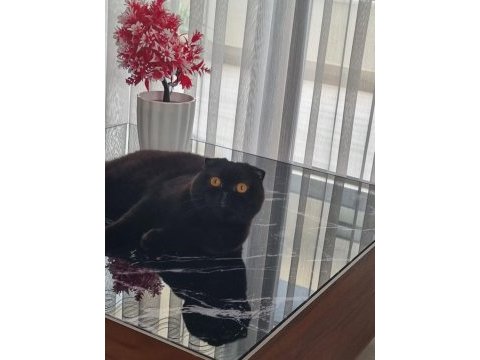 Scottish fold siyah