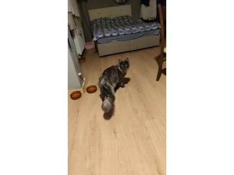 Xxxl maine coon şecereli