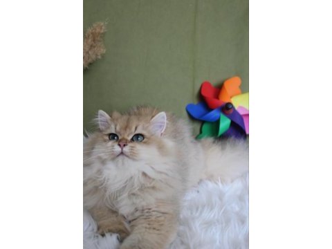 British longhair black golden shaded (blh ny 11)