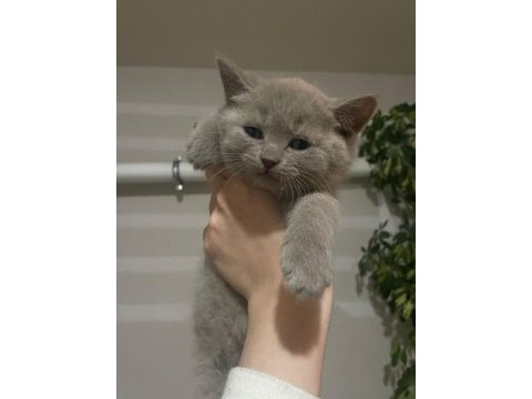Blue point kan taşıyıcı yavrular british longhair