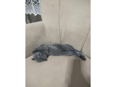 Mersin scottish fold