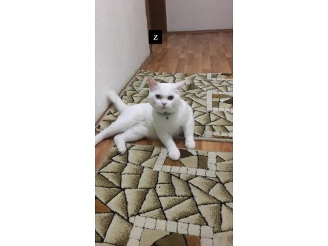 Dokuz aylık oğlumuza yeni sahipleri aranıyor kedim