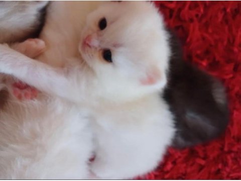 Rezerveye açık british shorthair yavrular