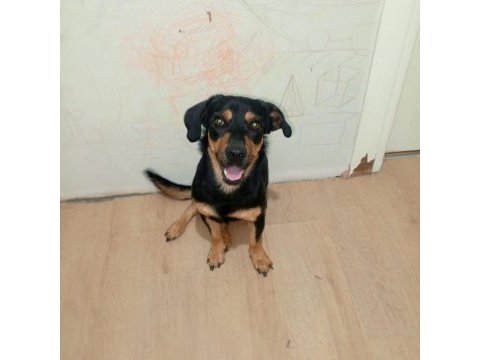Rottweiler kırma ücretsiz